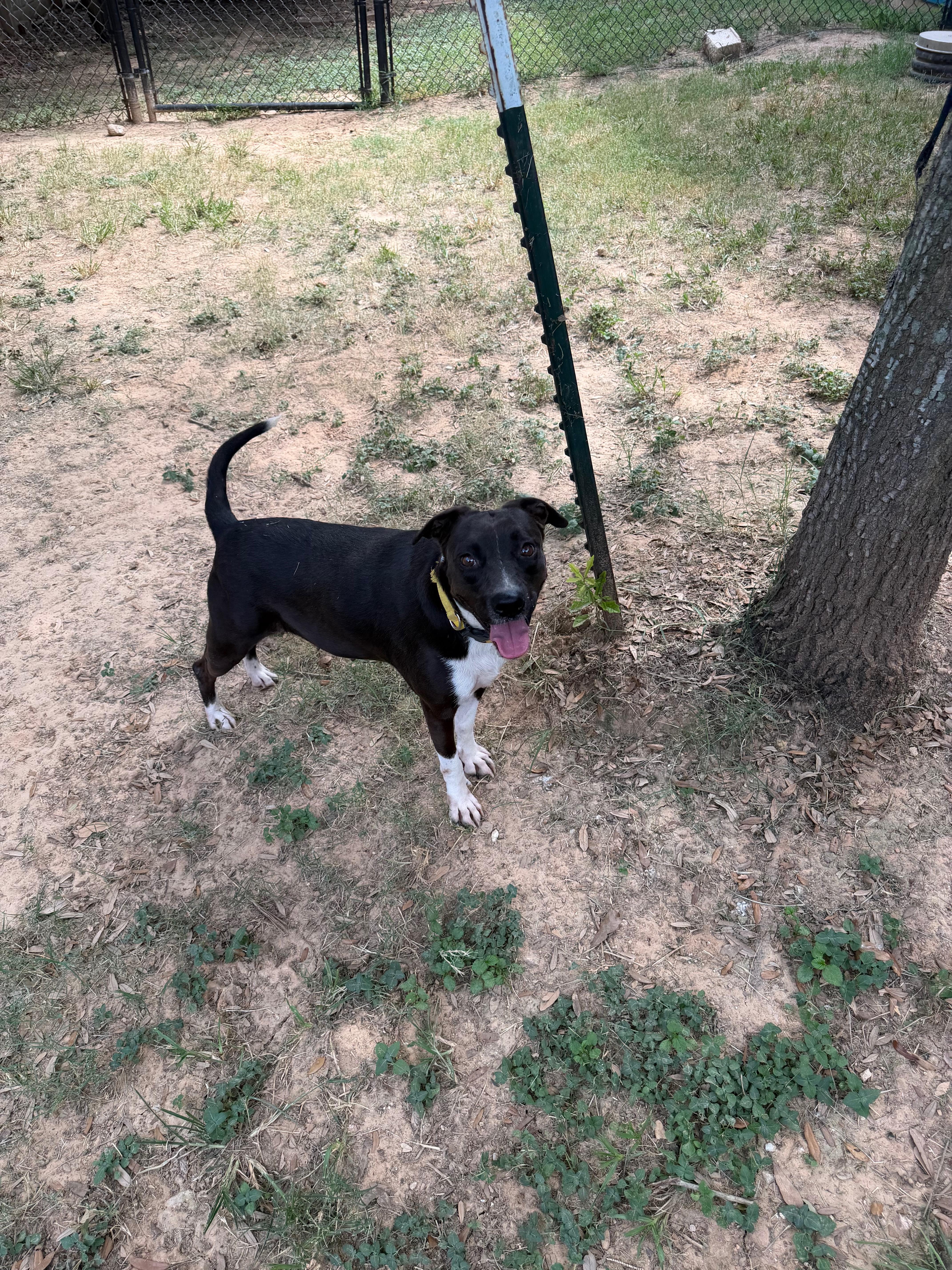 Enlarge Sunny Skye, a Adoptable mixed breed in White River Junction, VT image 2/5