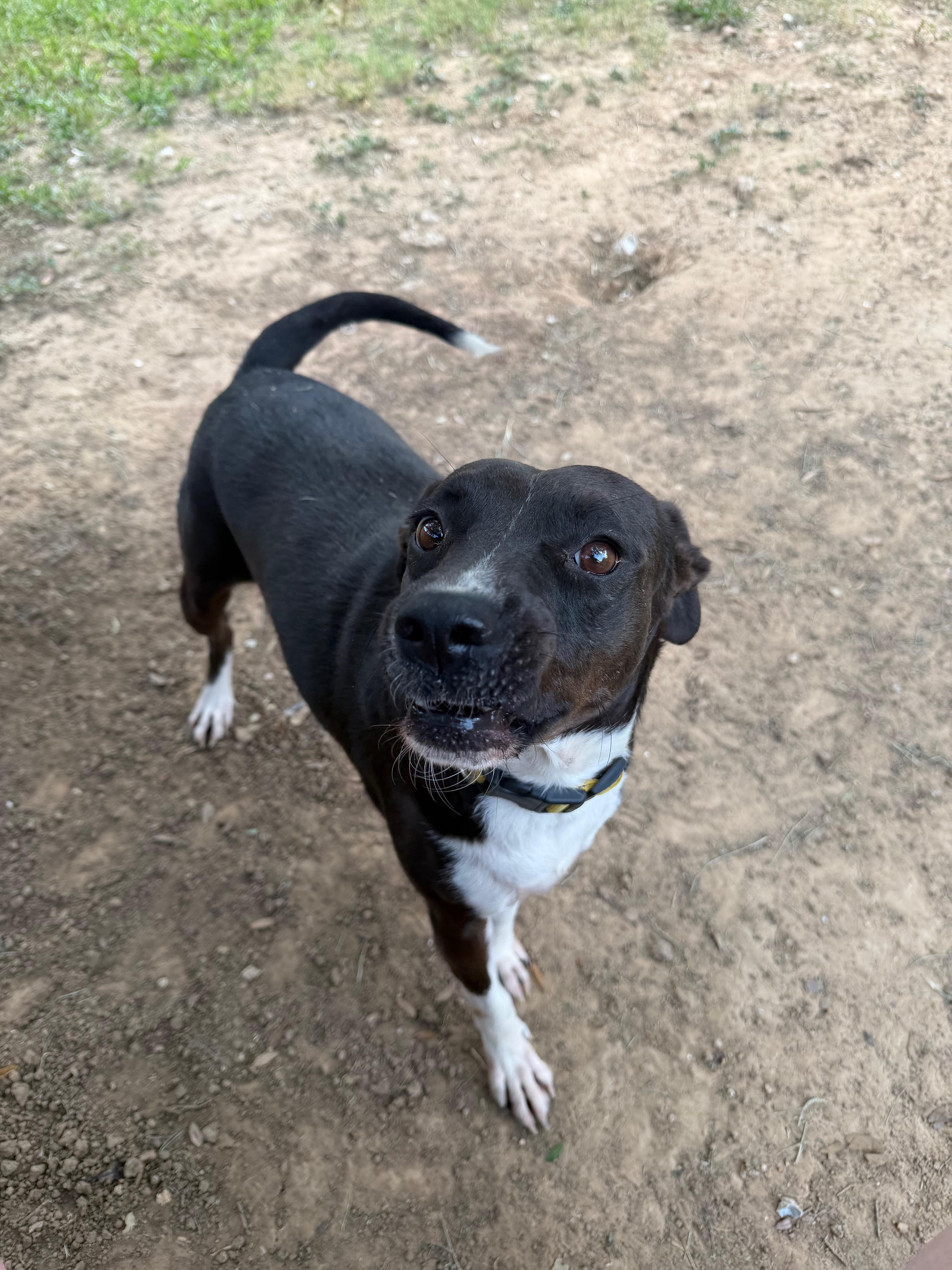 Enlarge Sunny Skye, a Adoptable mixed breed in White River Junction, VT image 3/5