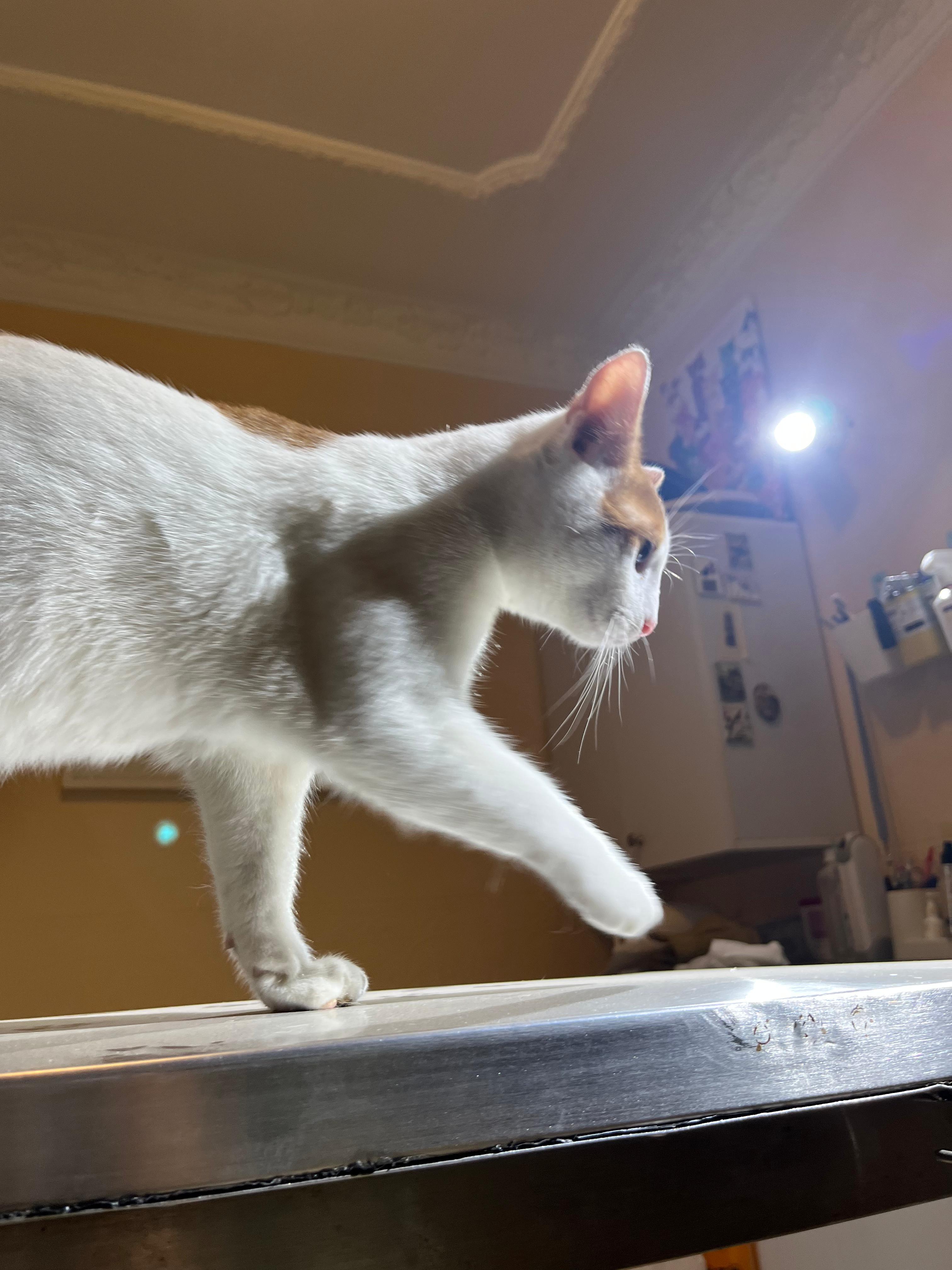 Enlarge Mansour, a ADOPTABLE mixed breed in North York, ON image 3/3