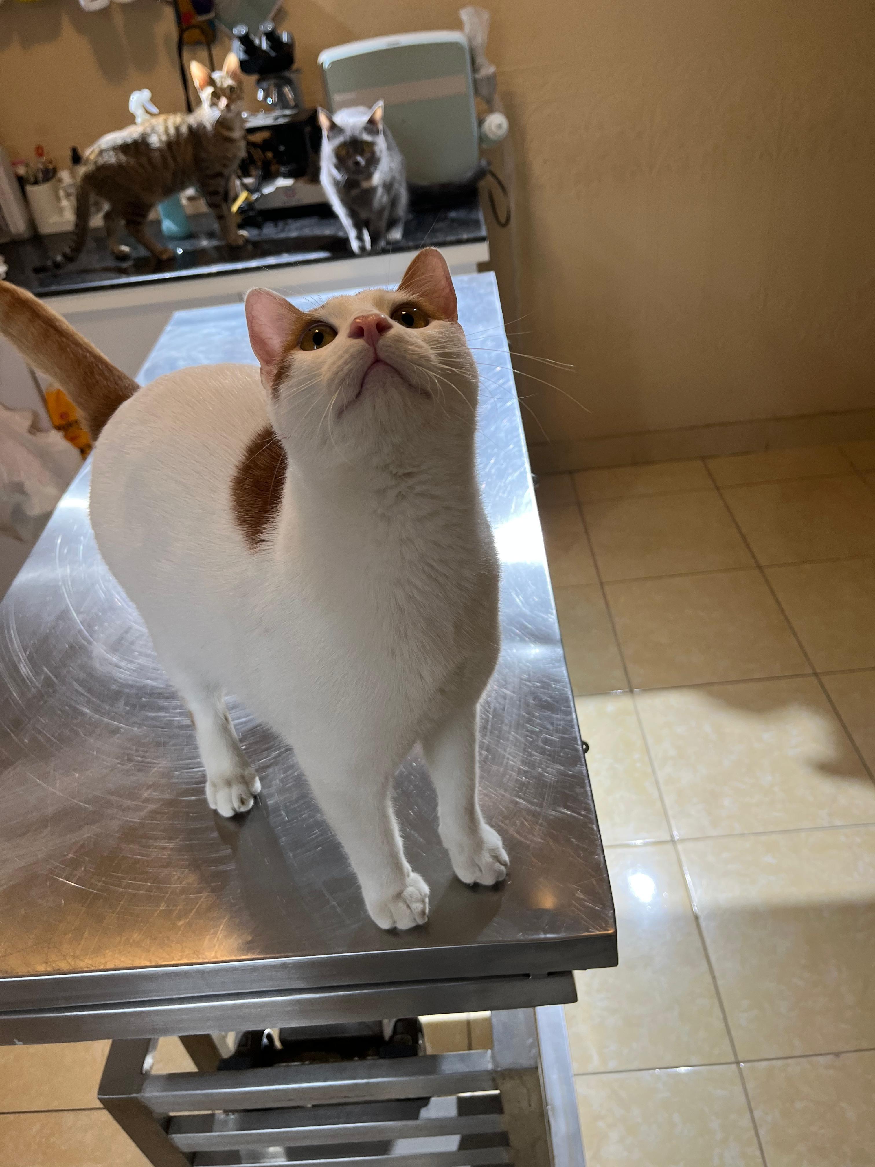 Enlarge Mansour, a ADOPTABLE mixed breed in North York, ON image 2/3