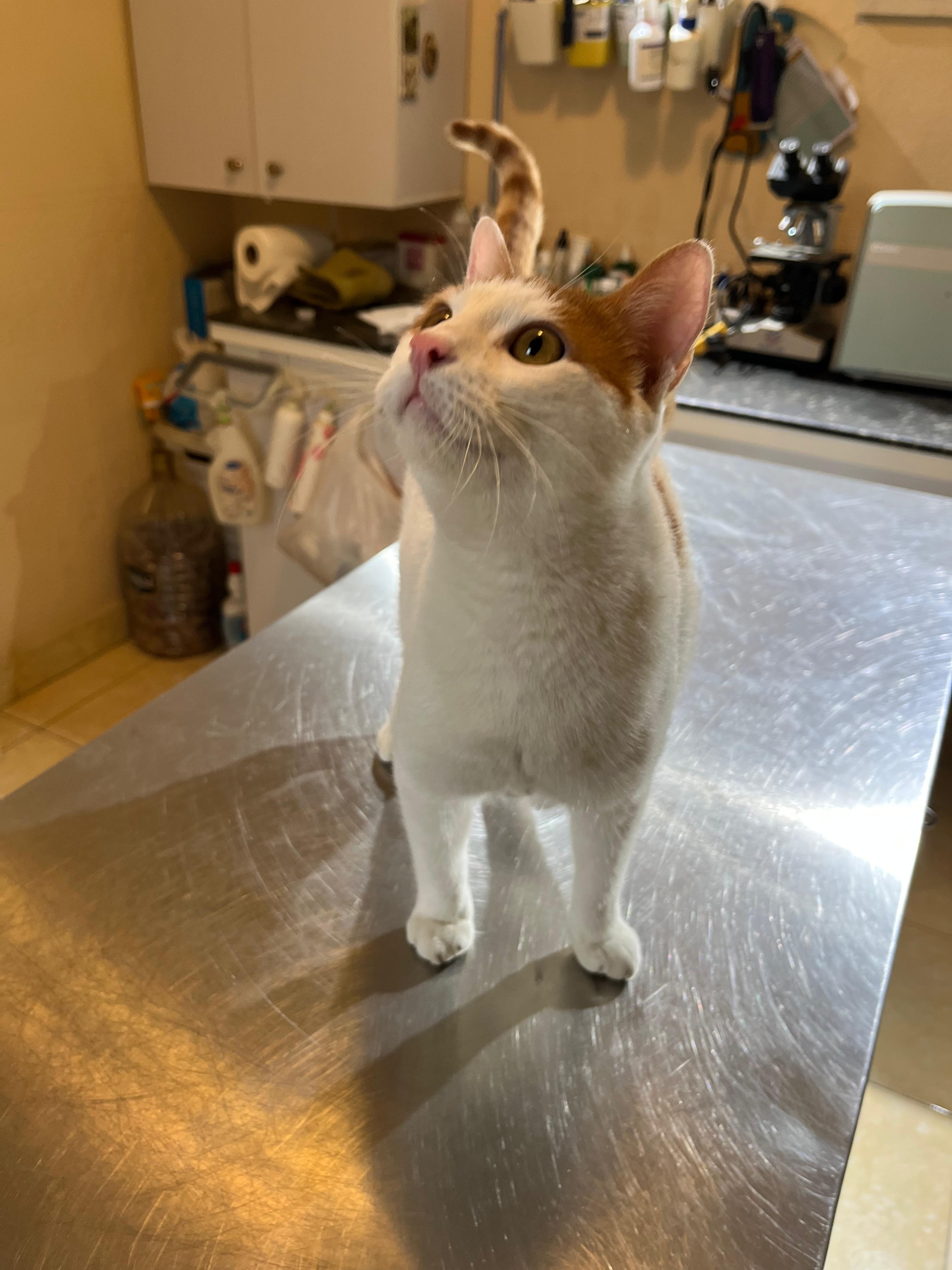 Enlarge Mansour, a ADOPTABLE mixed breed in North York, ON image 1/3