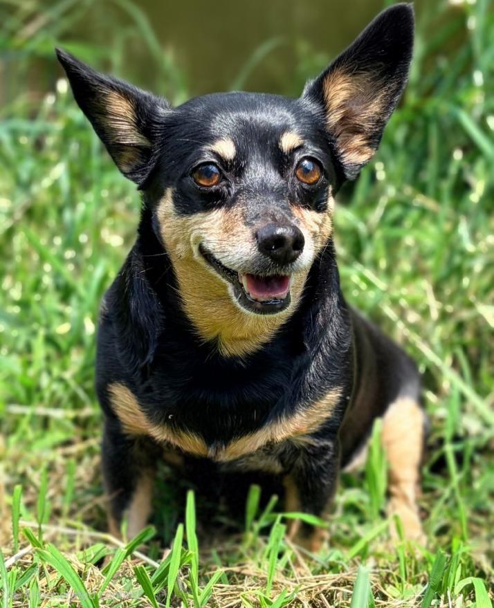 Millie-ADOPTION PENDING, adopted, Adult Female Chihuahua & Dachshund.