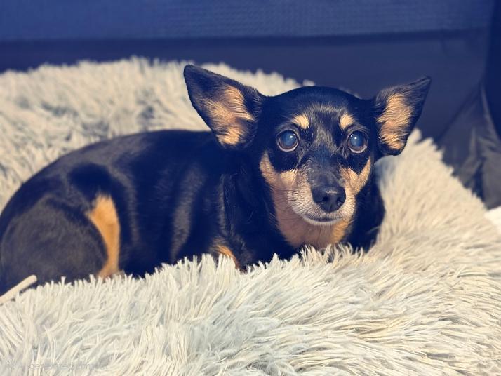 Enlarge Millie-ADOPTION PENDING, an adopted mixed breed in Bridgeton, MO image 2/3