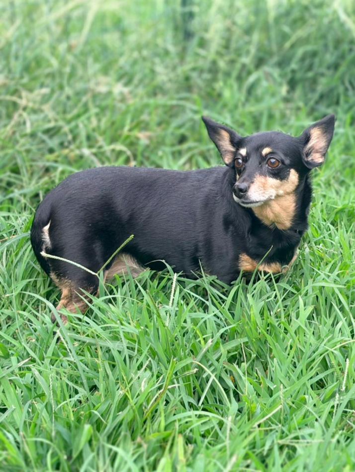 Enlarge Millie-ADOPTION PENDING, an adopted mixed breed in Bridgeton, MO image 3/3