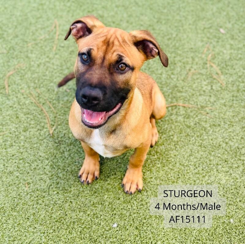 Sturgeon, Adoptable, Young Male Boxer & Black Mouth Cur.