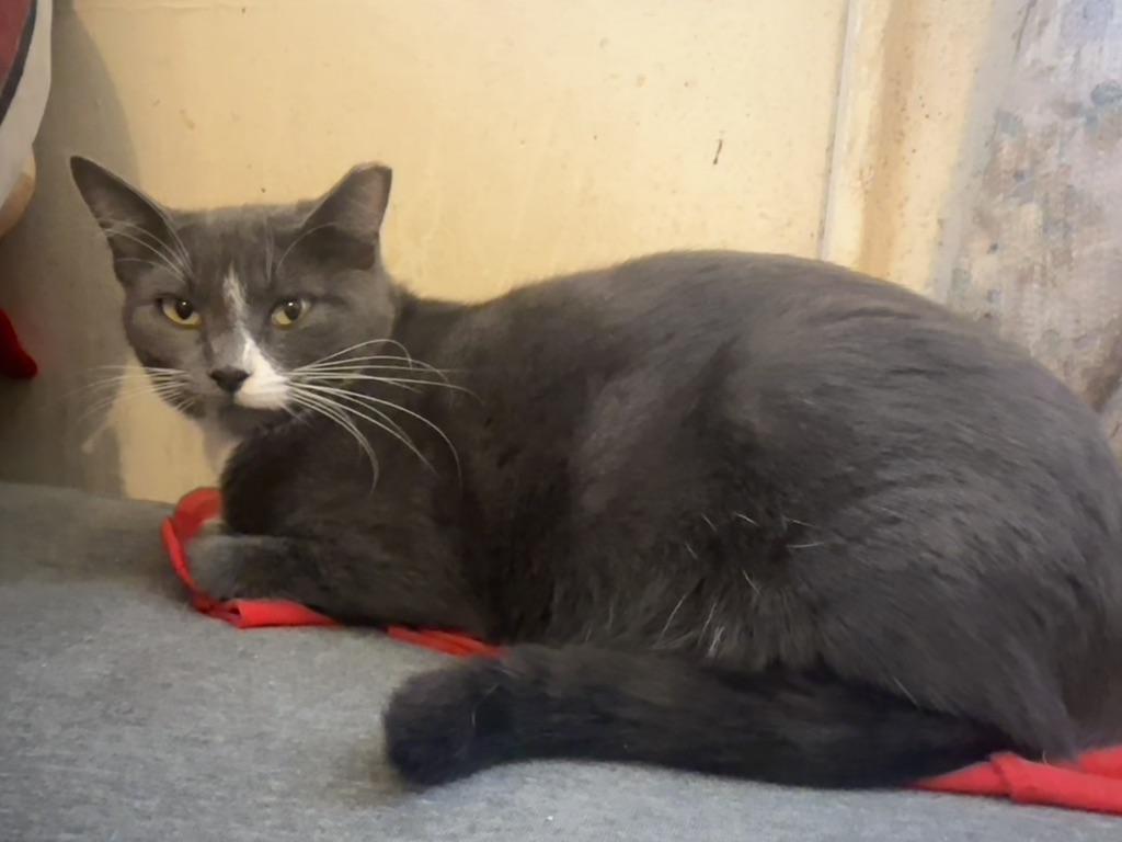 Azalea, Adoptable, Young Female Domestic Short Hair.