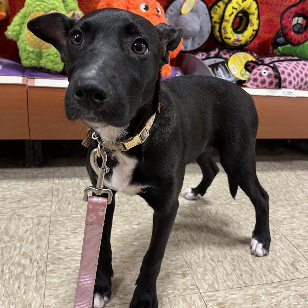 Enlarge Daisy, a Adoptable mixed breed in Mooresville, IN image 1/5