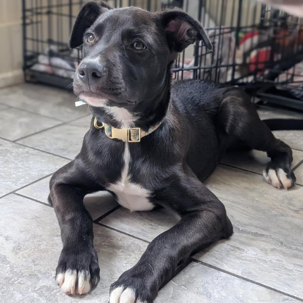 Daisy, Adoptable, Young Female Terrier & American Staffordshire Terrier.