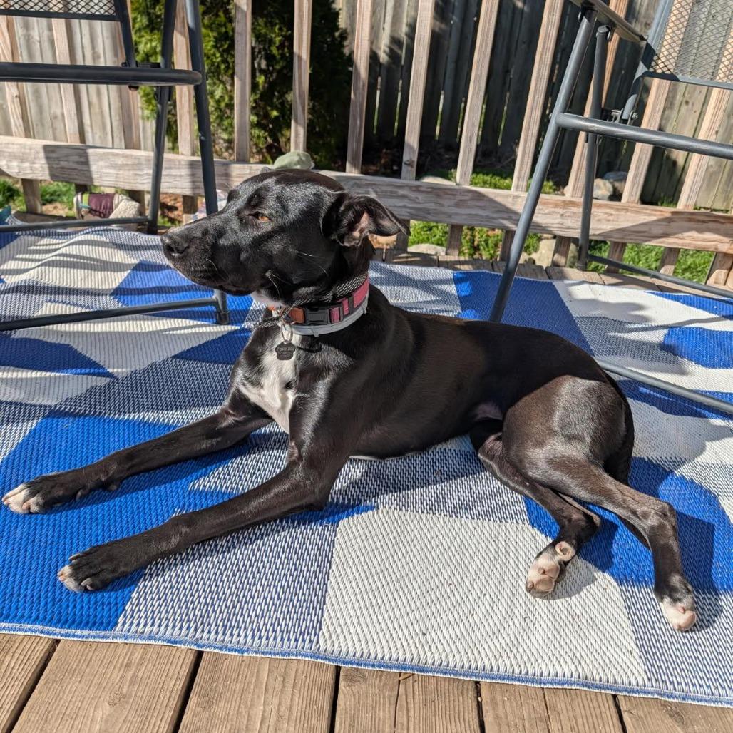 Daisy, a Adoptable mixed breed in Mooresville, IN image 4/5