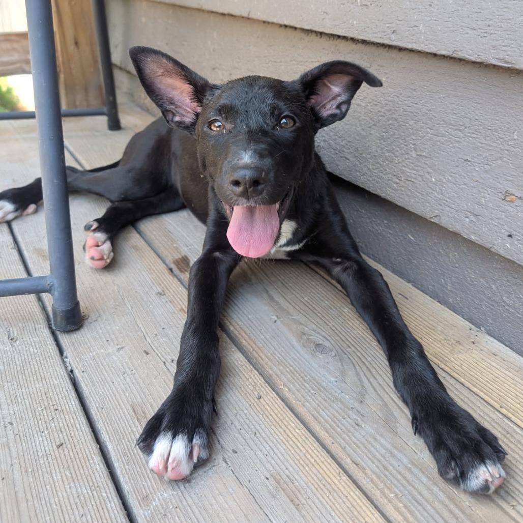 Enlarge Daisy, a Adoptable mixed breed in Mooresville, IN image 5/5