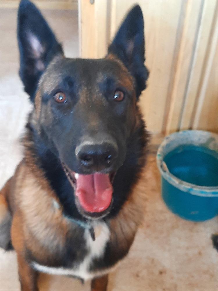 Enlarge Bullwinkle fka boba in New Mexico, a Adoptable Belgian Shepherd / Malinois in Imlay City, MI image 1/6