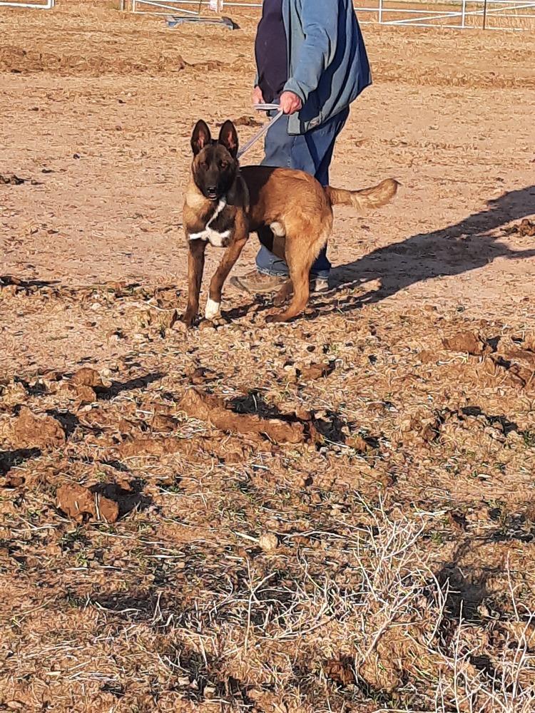 Enlarge Bullwinkle fka boba in New Mexico, a Adoptable Belgian Shepherd / Malinois in Imlay City, MI image 2/6