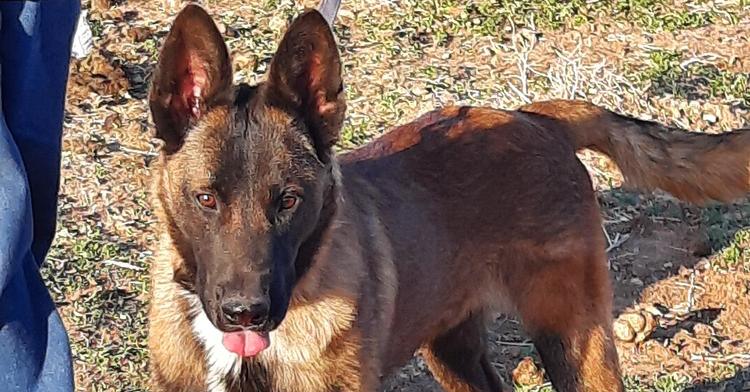 Enlarge Bullwinkle fka boba in New Mexico, a Adoptable Belgian Shepherd / Malinois in Imlay City, MI image 3/6