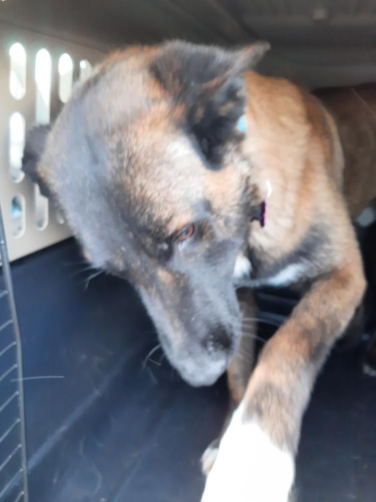 Enlarge Bullwinkle fka boba in New Mexico, a Adoptable Belgian Shepherd / Malinois in Imlay City, MI image 4/6