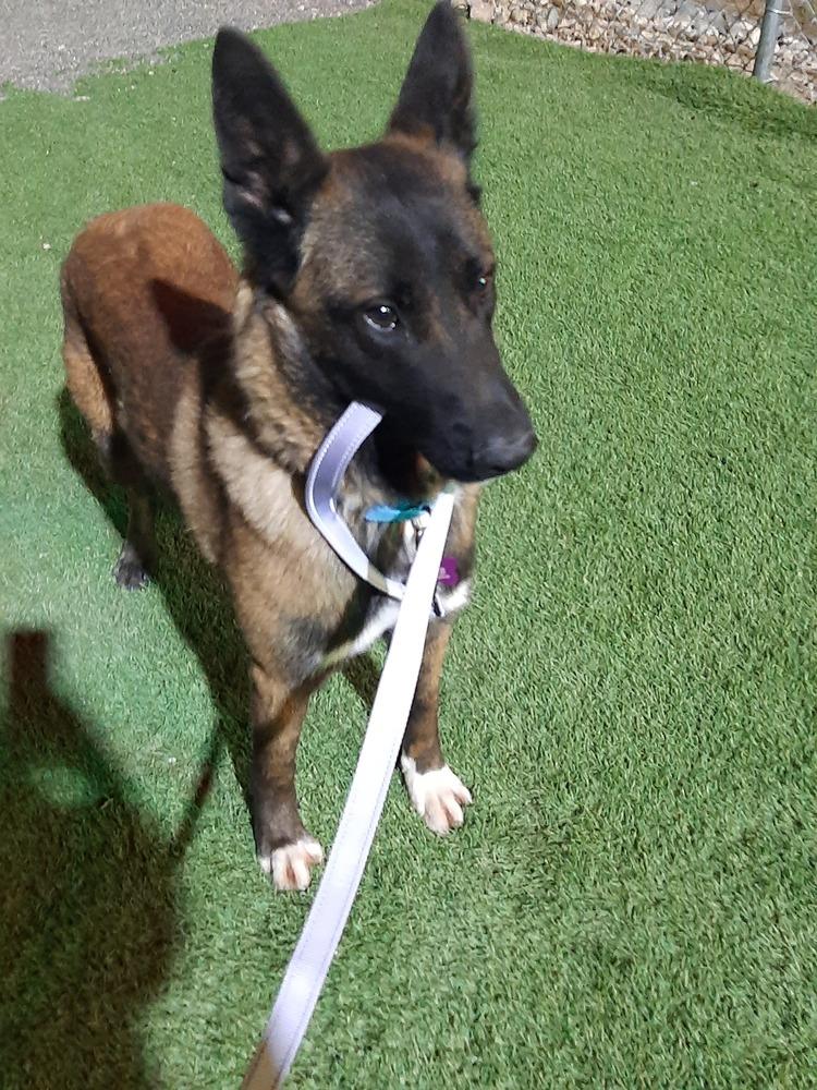 Enlarge Bullwinkle fka boba in New Mexico, a Adoptable Belgian Shepherd / Malinois in Imlay City, MI image 5/6