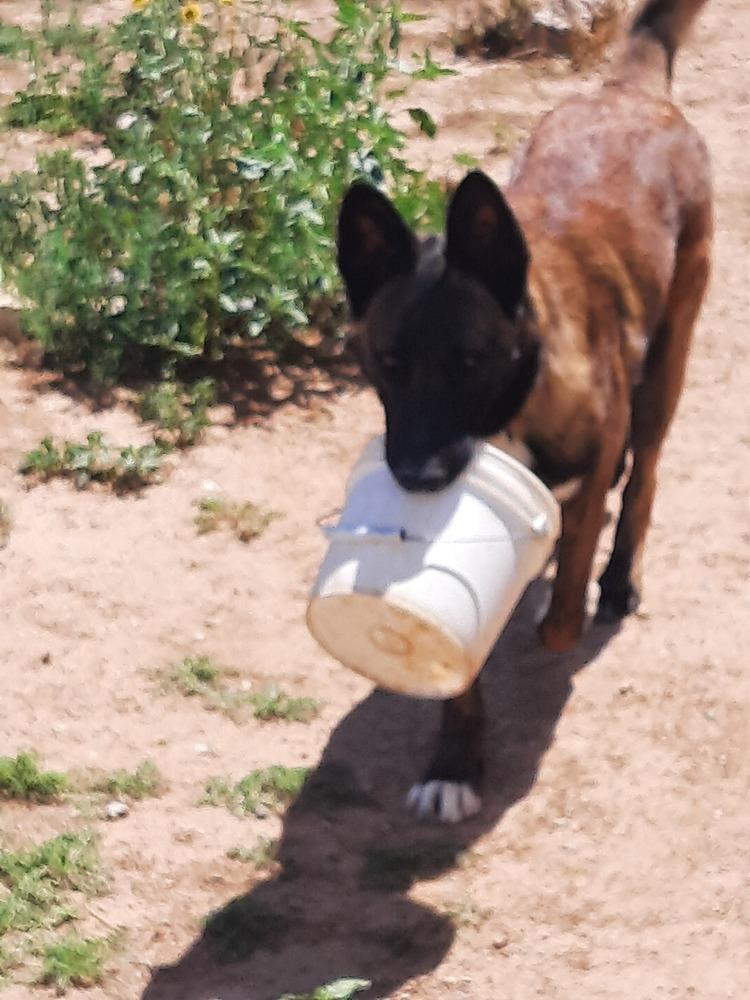 Enlarge Bullwinkle fka boba in New Mexico, a Adoptable Belgian Shepherd / Malinois in Imlay City, MI image 6/6