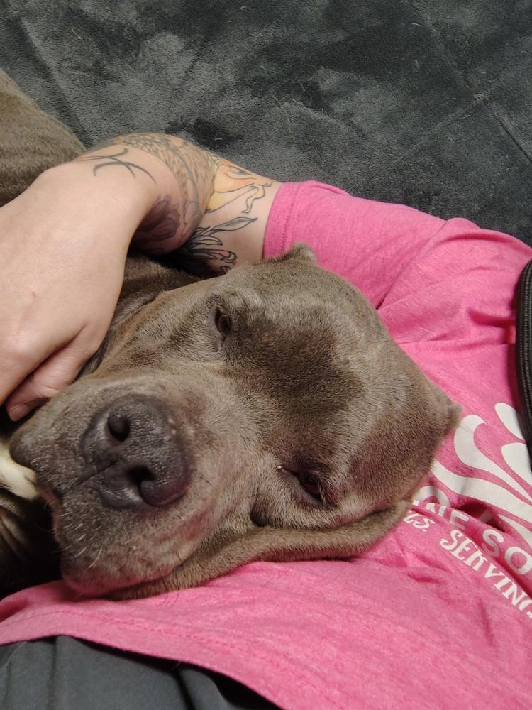 Harvey Dent, Adoptable, Adult Male Mixed Breed.