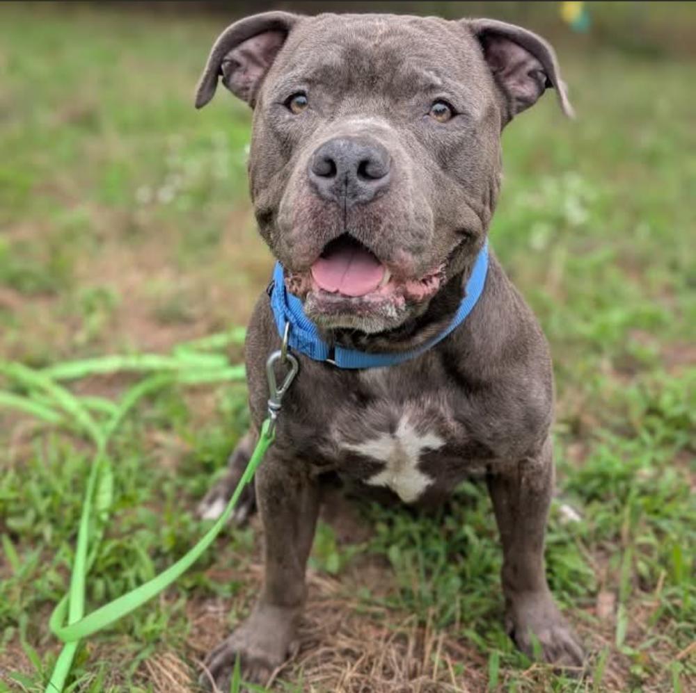 Enlarge Harvey Dent, a Adoptable mixed breed in Muskegon, MI image 2/6