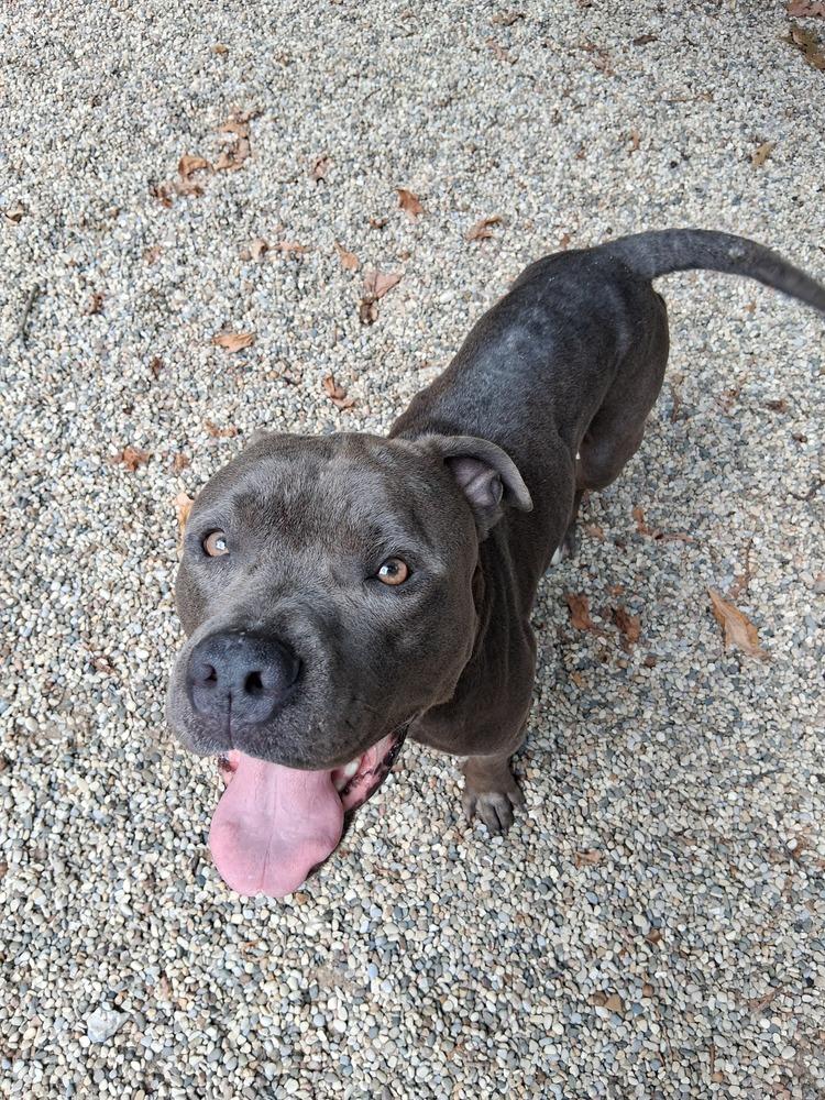 Enlarge Harvey Dent, a Adoptable mixed breed in Muskegon, MI image 3/6