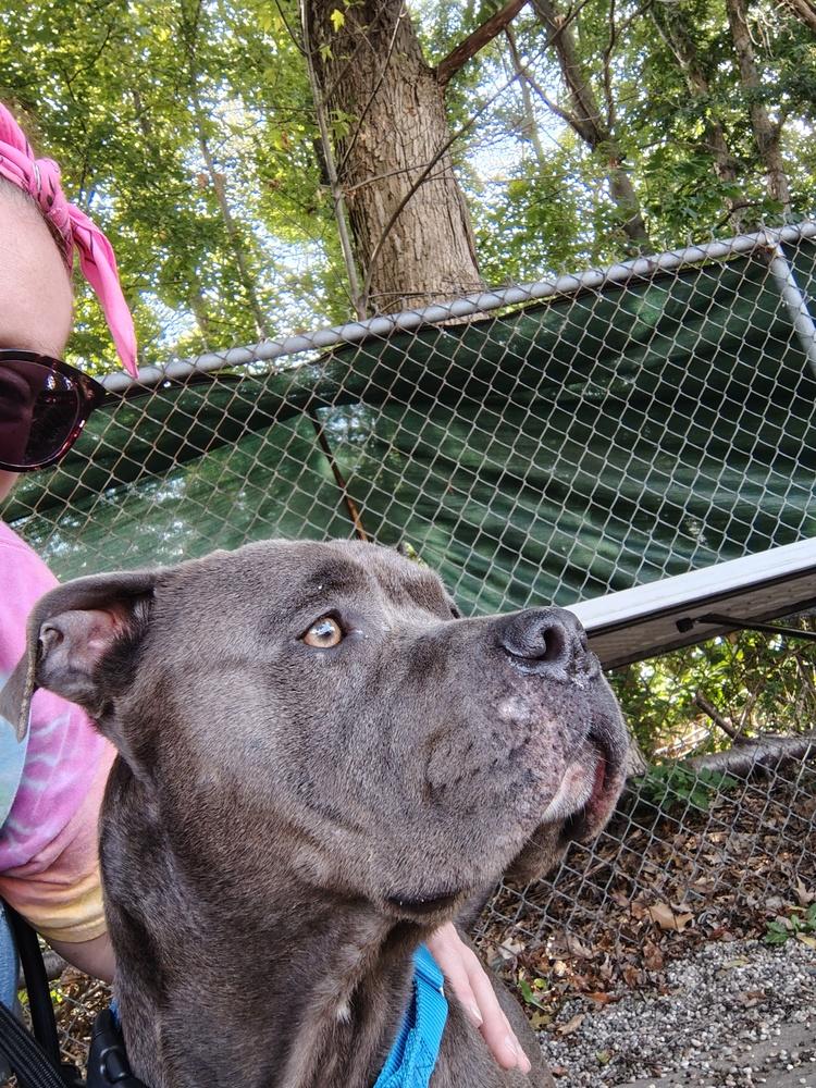 Enlarge Harvey Dent, a Adoptable mixed breed in Muskegon, MI image 4/6