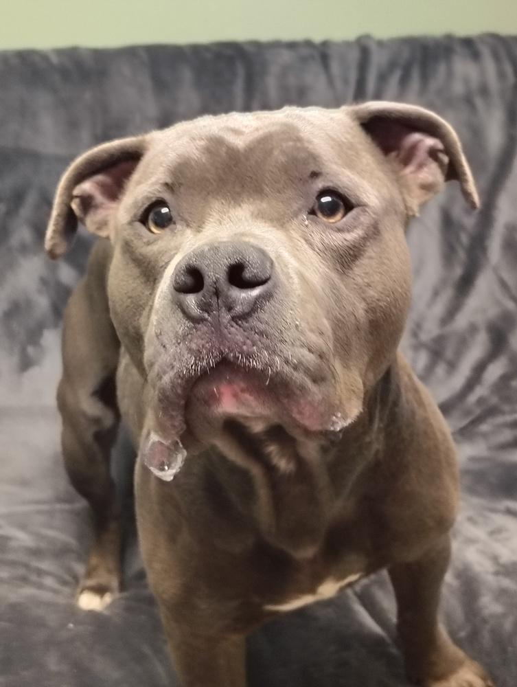 Enlarge Harvey Dent, a Adoptable mixed breed in Muskegon, MI image 5/6