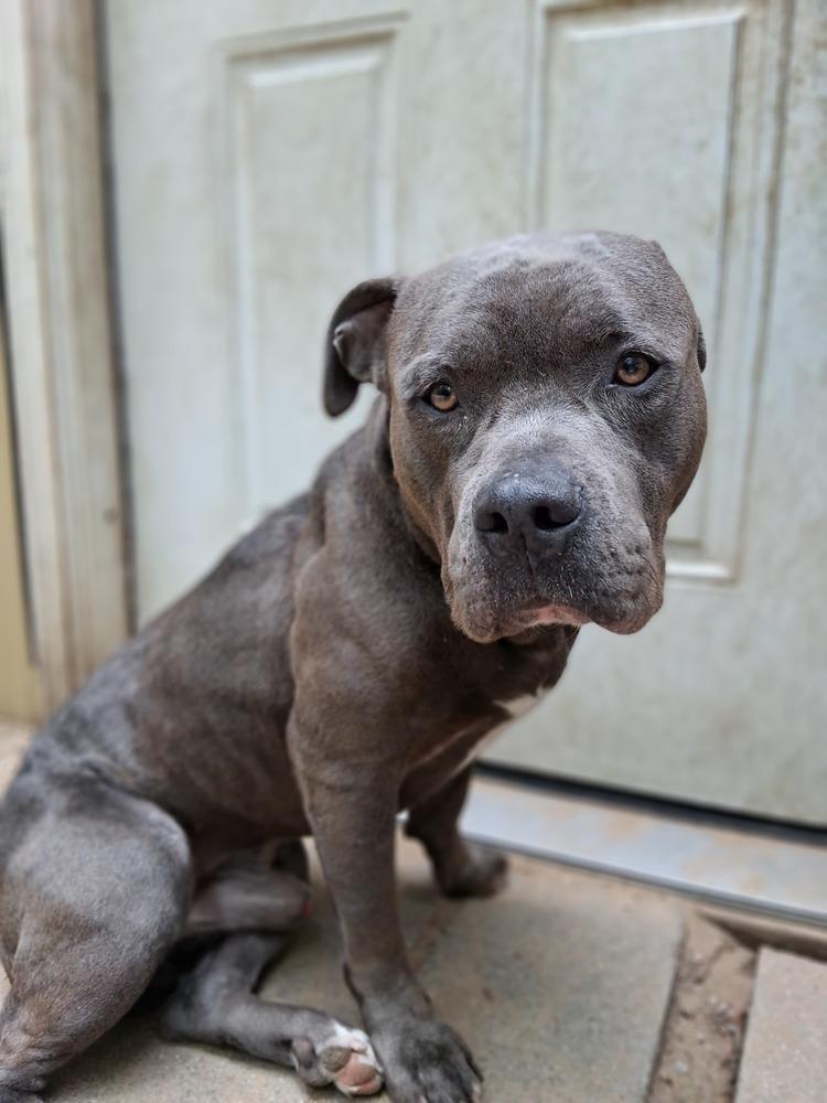 Enlarge Harvey Dent, a Adoptable mixed breed in Muskegon, MI image 6/6