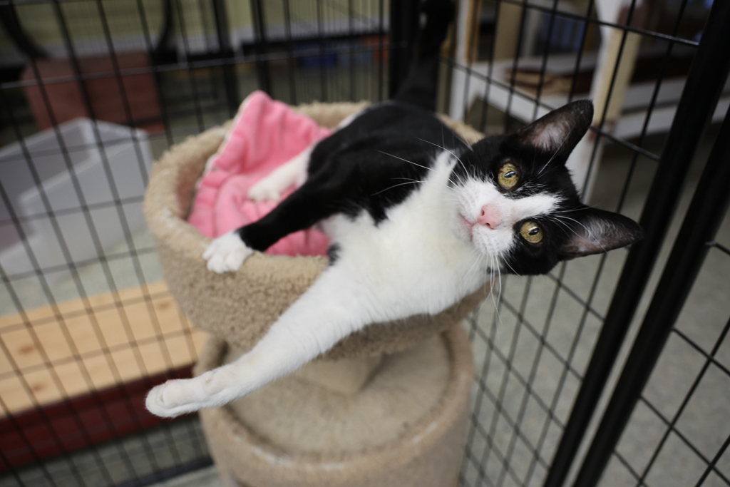 Arya, a Adoptable mixed breed image 1/6