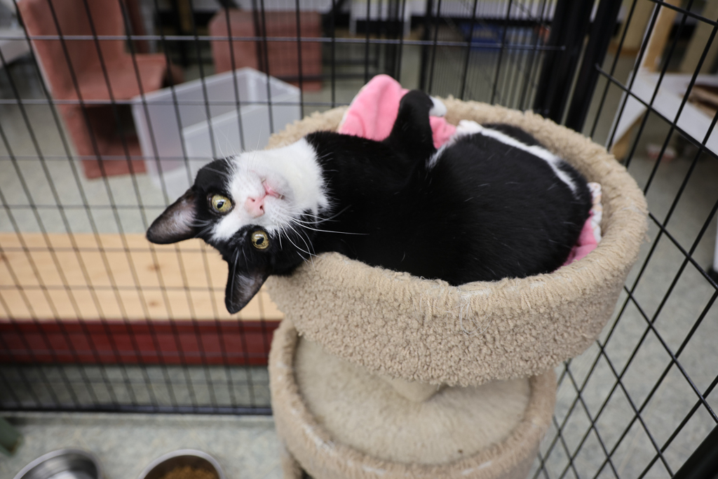 Arya, a Adoptable mixed breed image 3/6