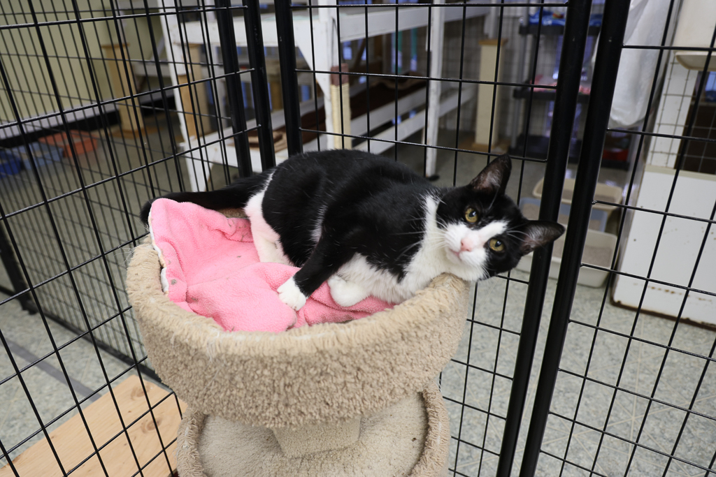 Arya, a Adoptable mixed breed image 4/6