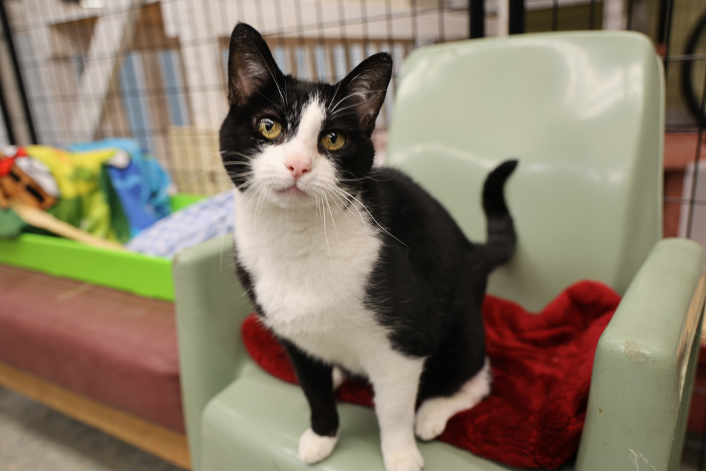 Arya, a Adoptable mixed breed image 5/6