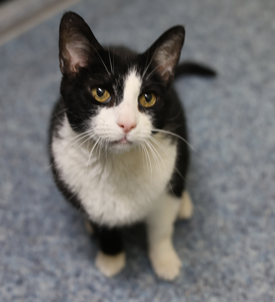 Arya, a Adoptable mixed breed image 2/6