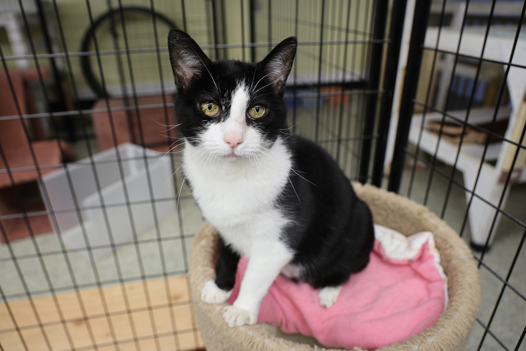 Arya, a Adoptable mixed breed image 6/6