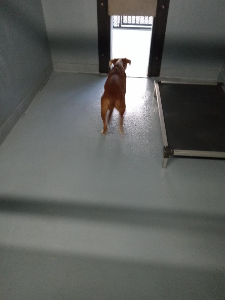 Aday, Adoptable, Puppy Female Mixed Breed.