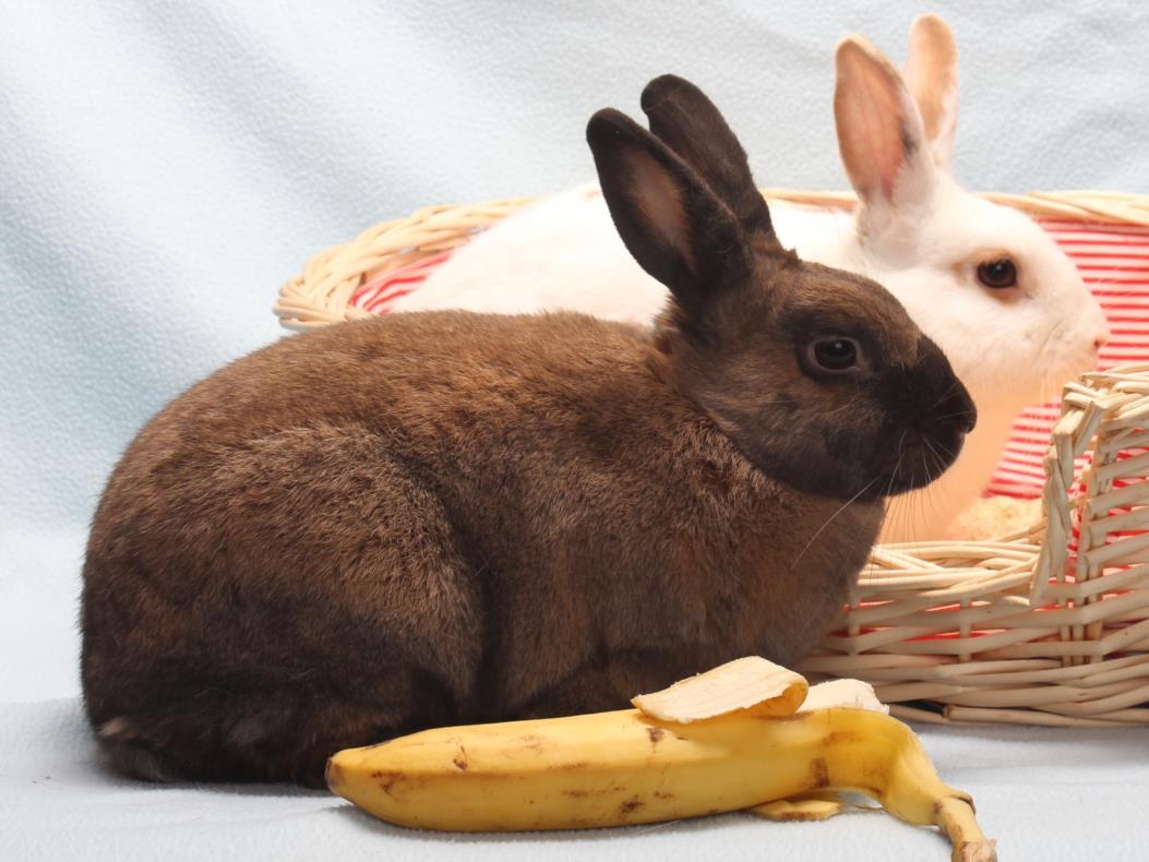 CHARLIZE HAREON, Adoptable, Adult Female Bunny Rabbit.