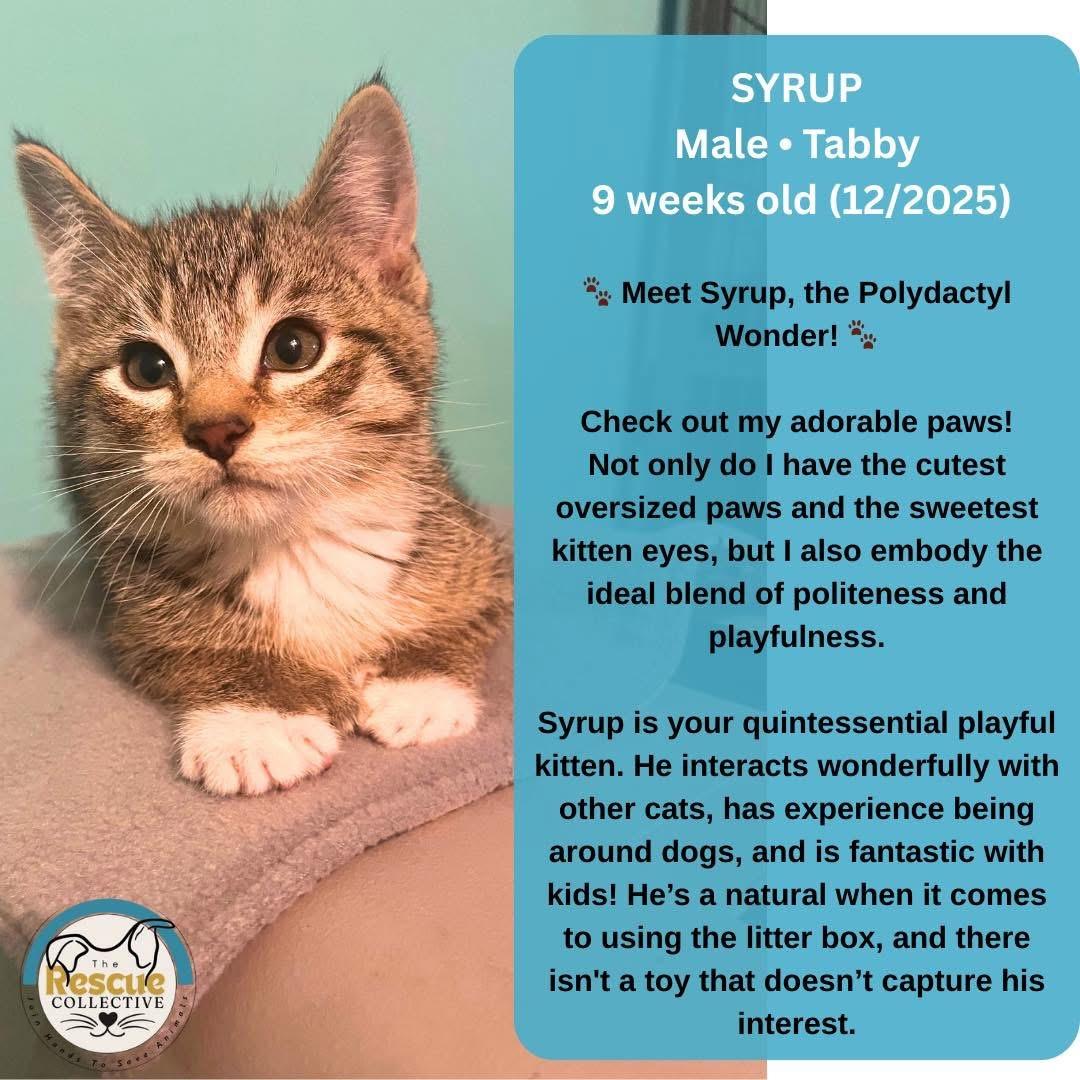 Enlarge Syrup, a ADOPTABLE Tabby in Clive, AB image 1/1
