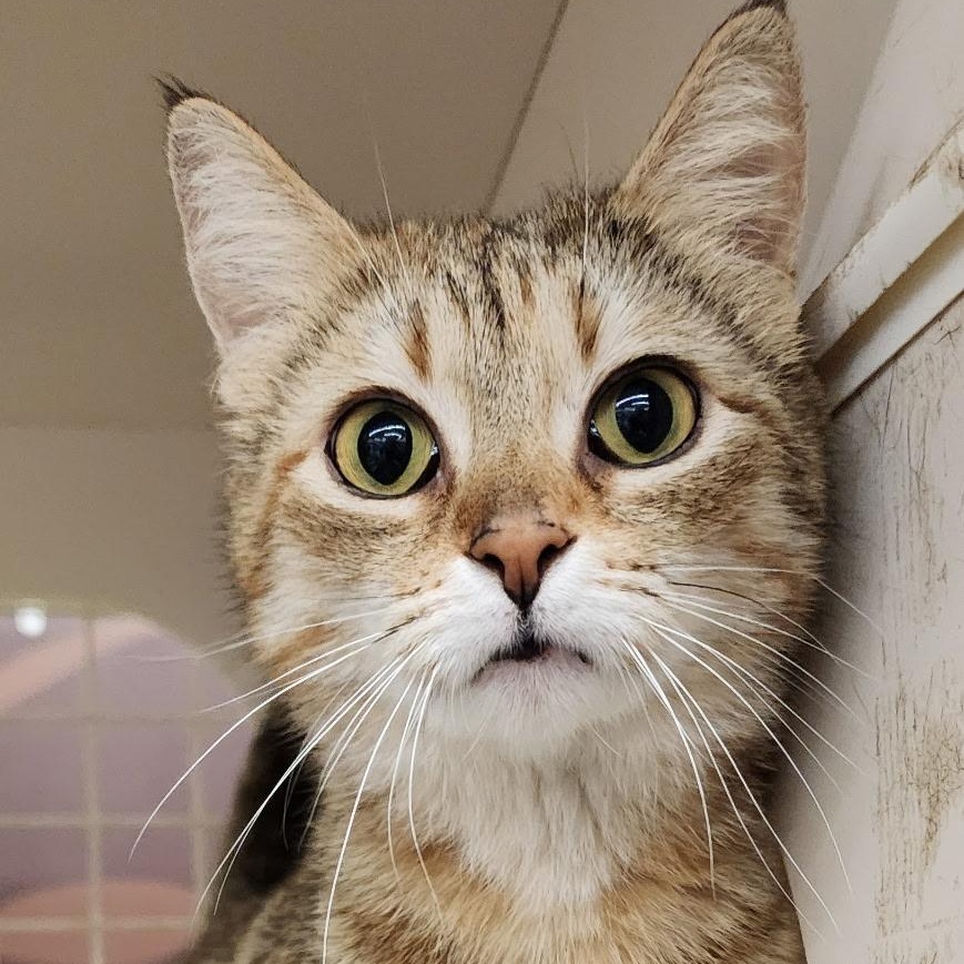 Willow