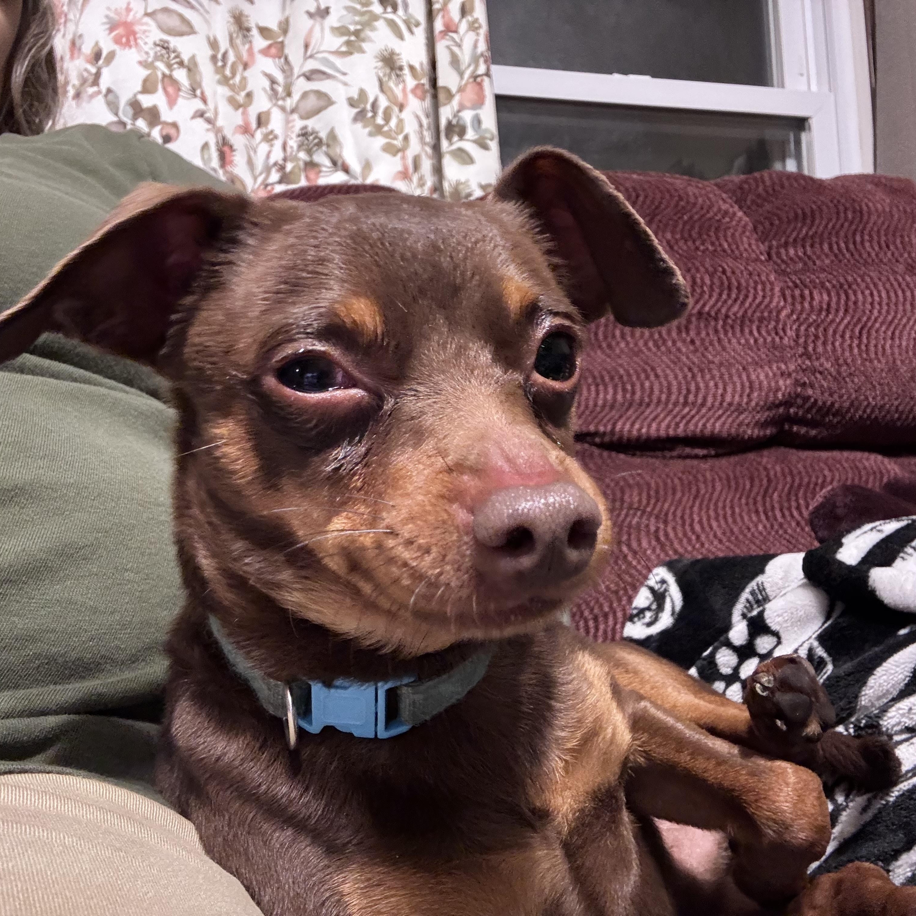 Jackson, a ADOPTABLE Miniature Pinscher in Paoli, IN image 6/6