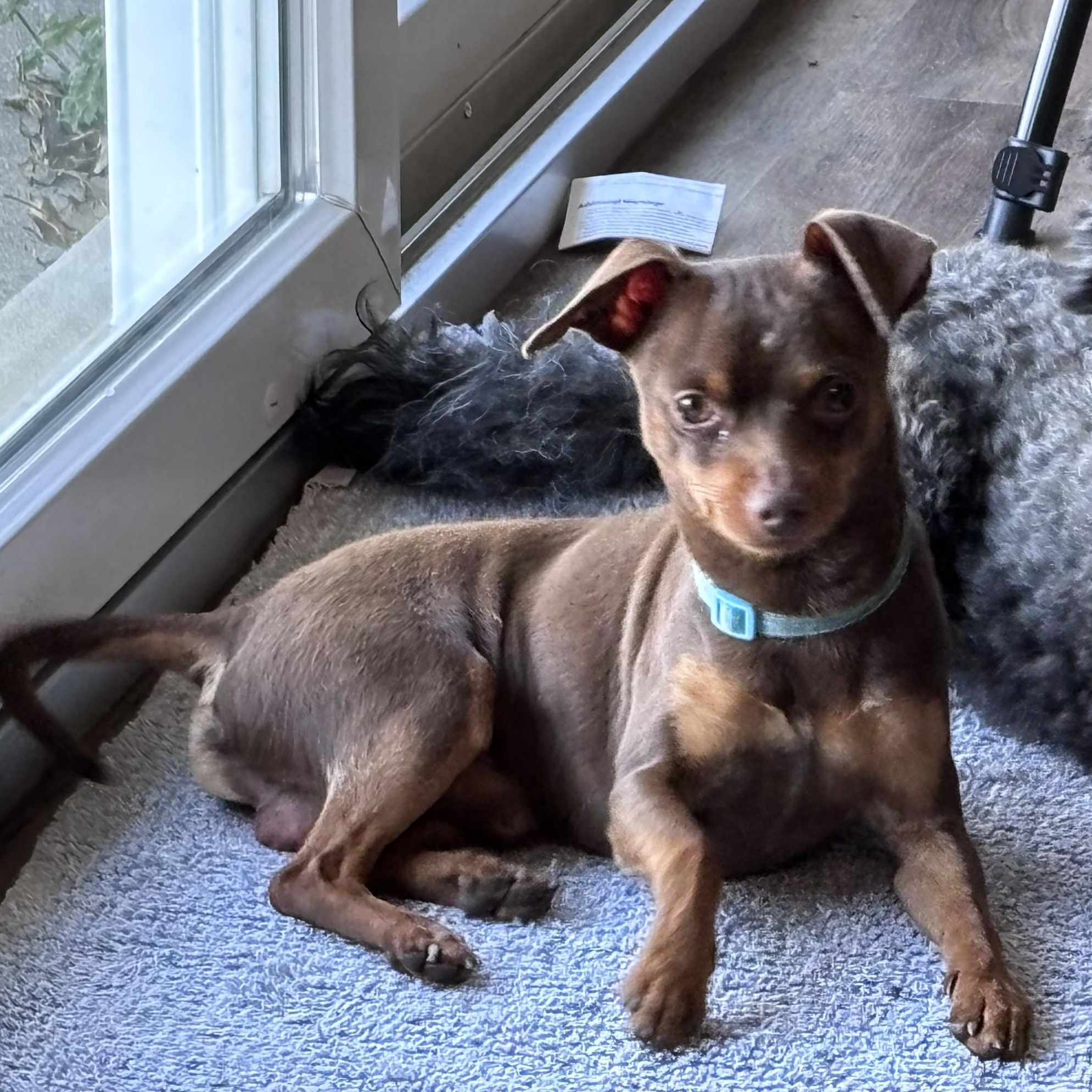 Jackson, a ADOPTABLE Miniature Pinscher in Paoli, IN image 5/6