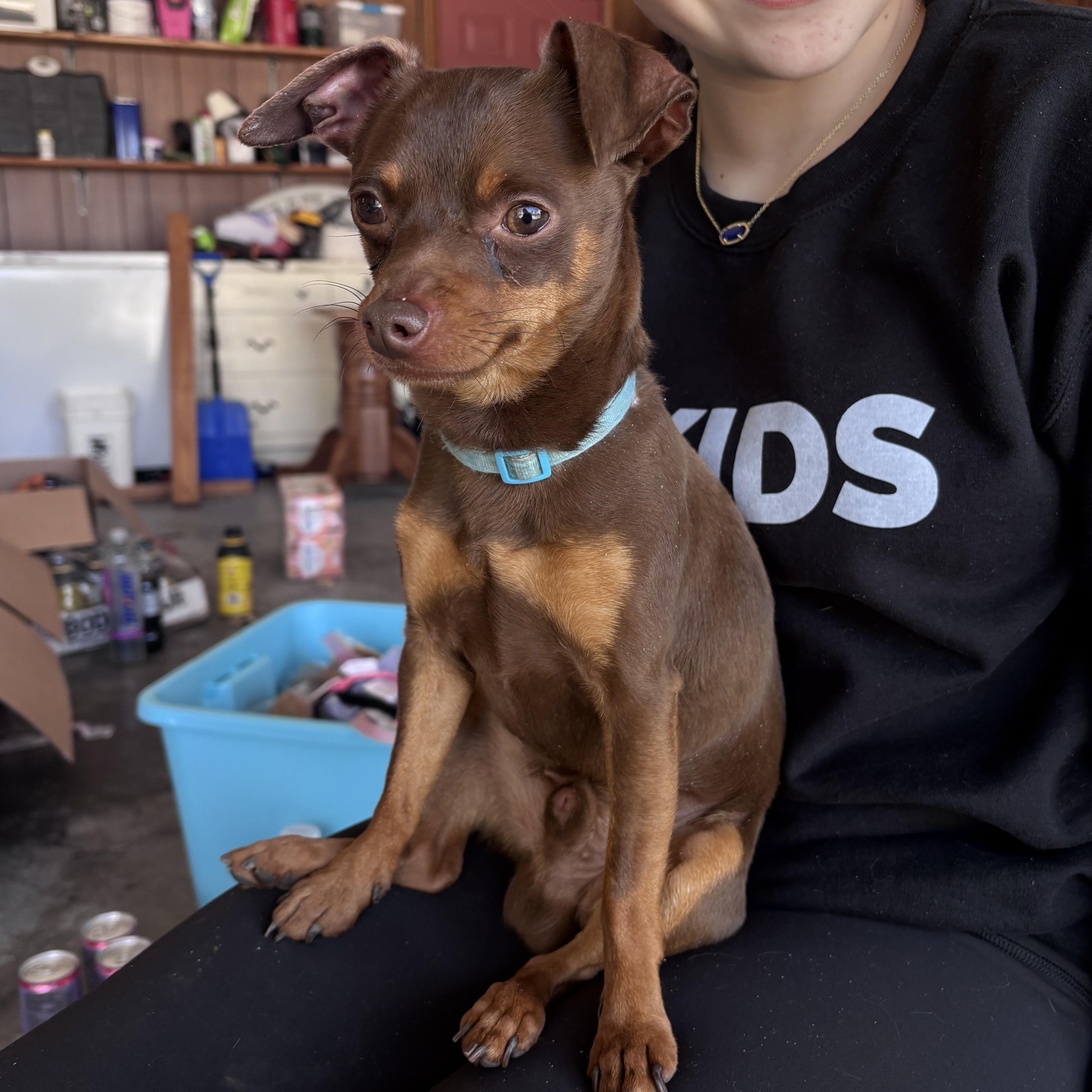 Jackson, a ADOPTABLE Miniature Pinscher in Paoli, IN image 1/6