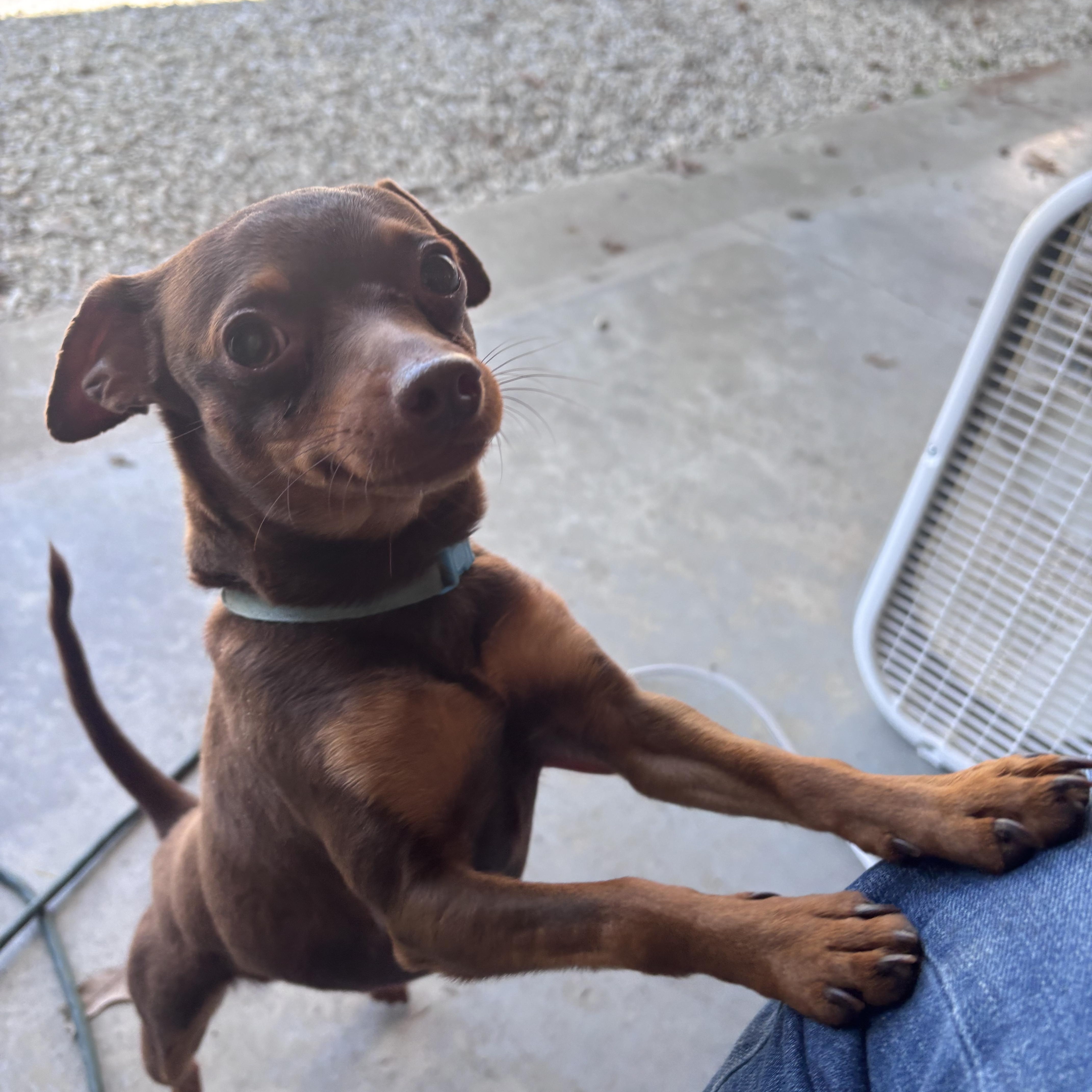 Jackson, a ADOPTABLE Miniature Pinscher in Paoli, IN image 3/6