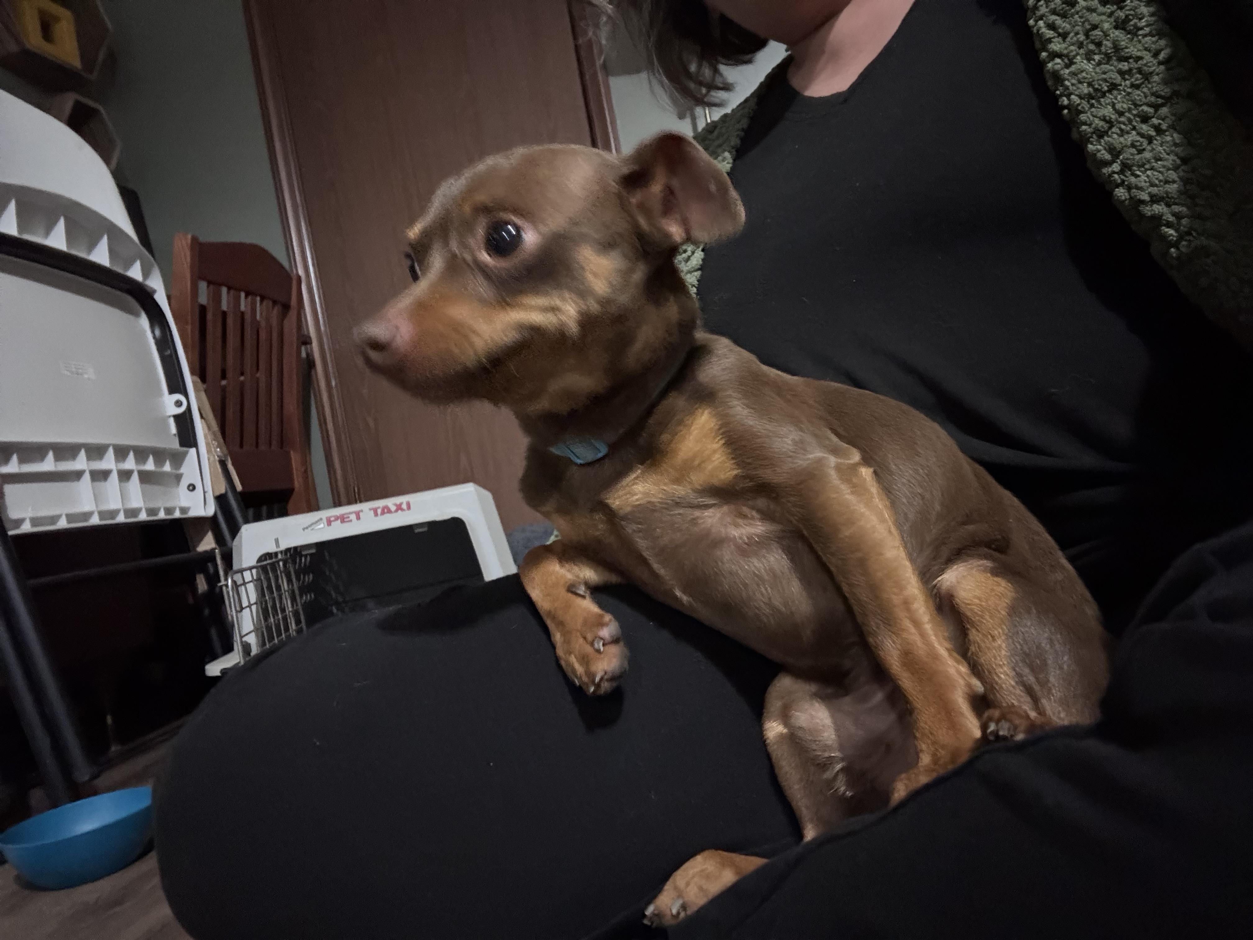 Jackson, a ADOPTABLE Miniature Pinscher in Paoli, IN image 2/6