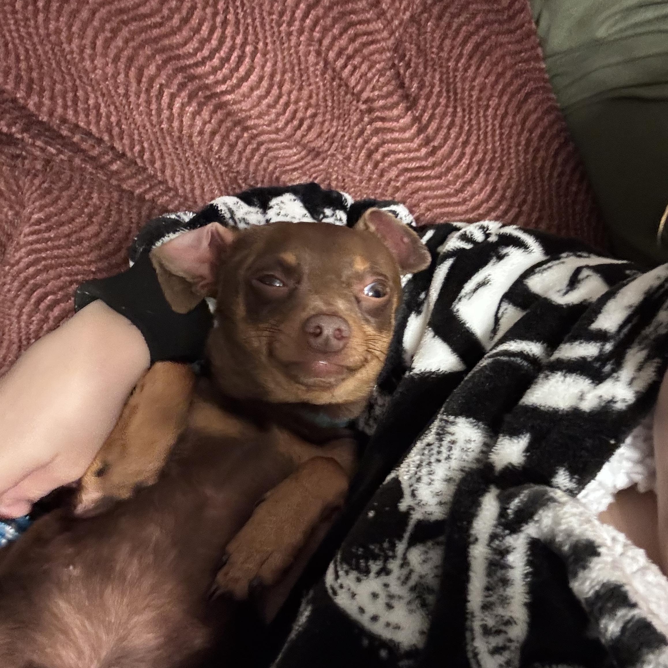 Jackson, a ADOPTABLE Miniature Pinscher in Paoli, IN image 4/6