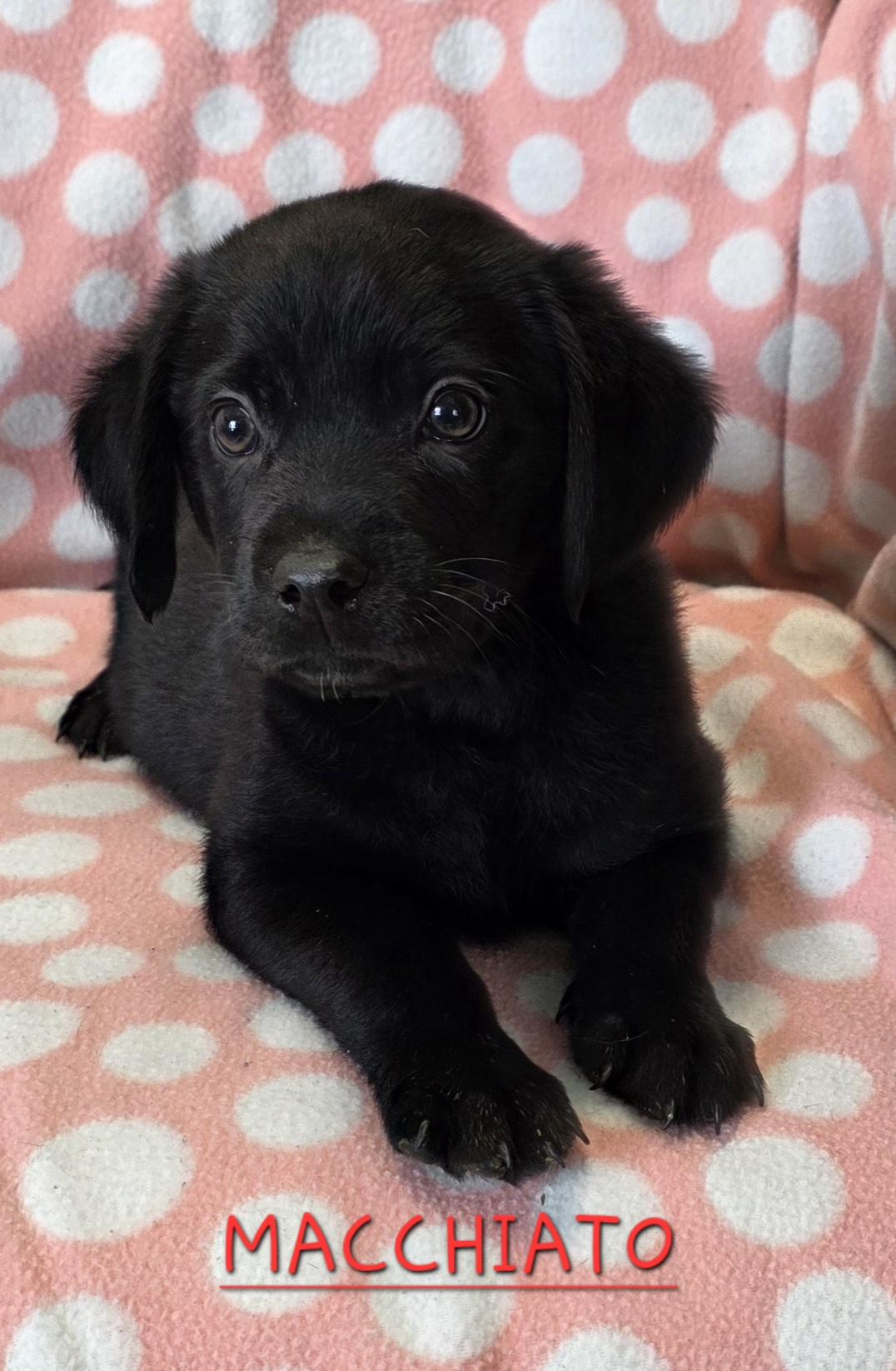 Macchiato, ADOPTABLE, Puppy Male Black Labrador Retriever.