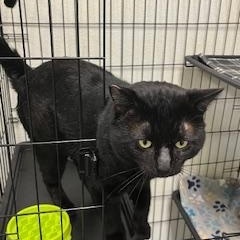 Bubba, ADOPTABLE, Adult Male Domestic Short Hair.