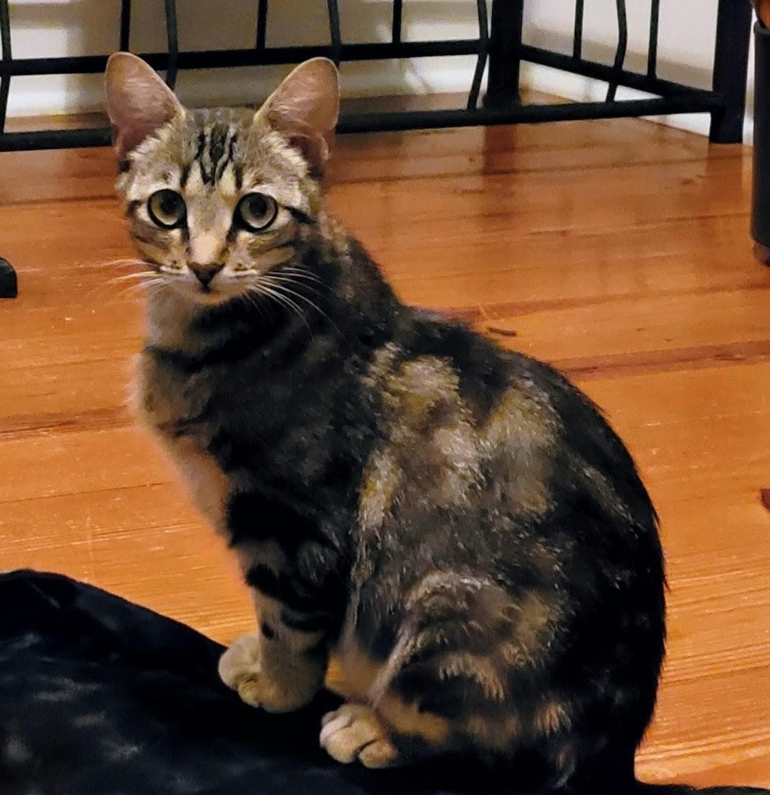 SISSY KITTY ZEN, ADOPTABLE, Young Female Tabby & Domestic Short Hair.