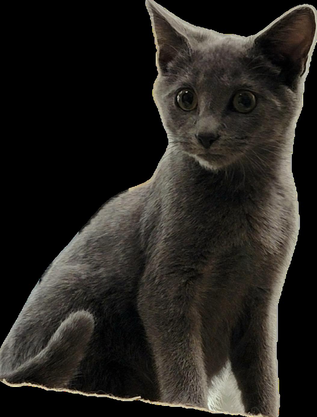 Enlarge Sky, a Adoptable Domestic Medium Hair in Alpharetta, GA image 1/3