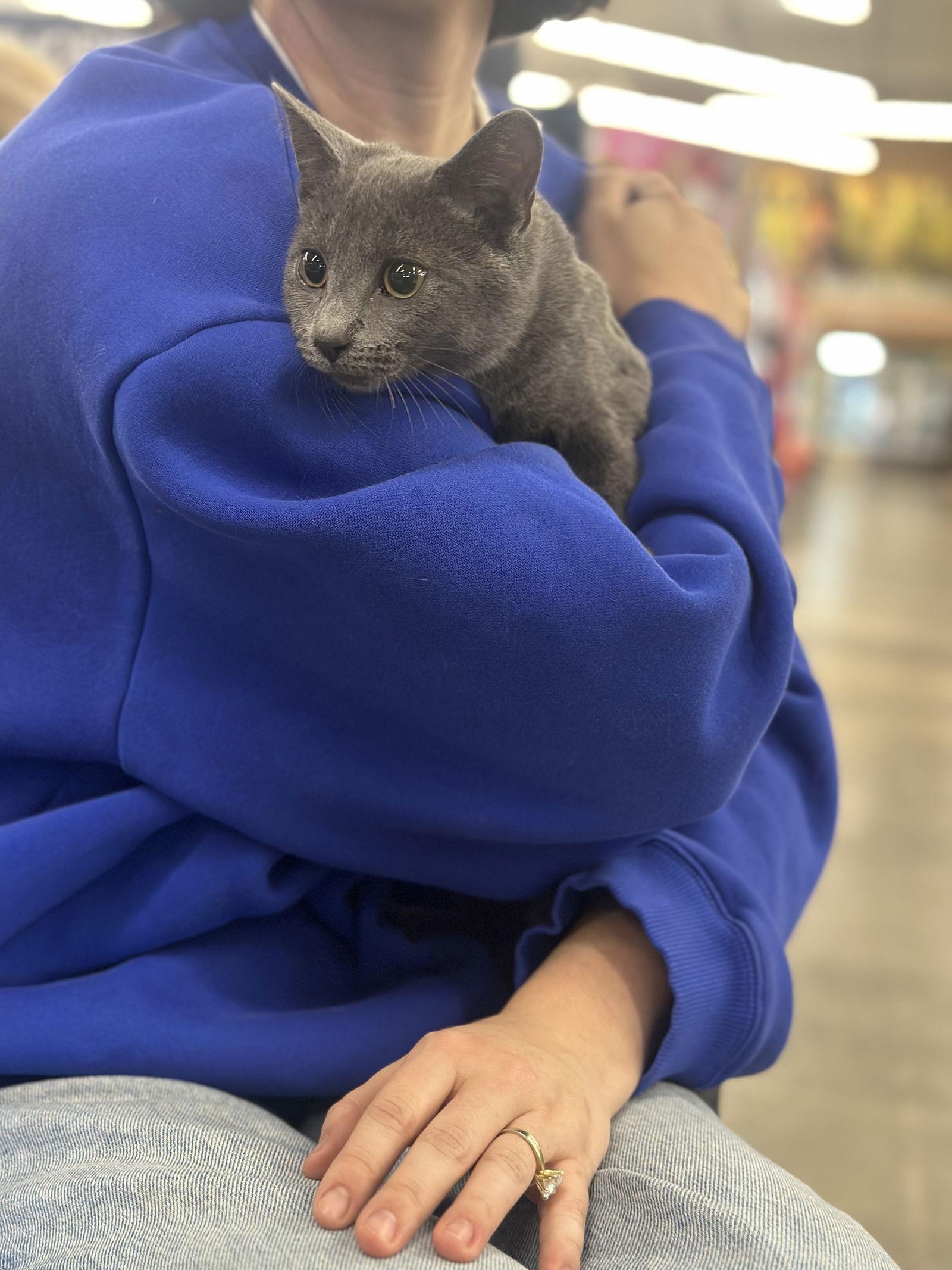 Sky, Adoptable, Young Female Domestic Medium Hair.