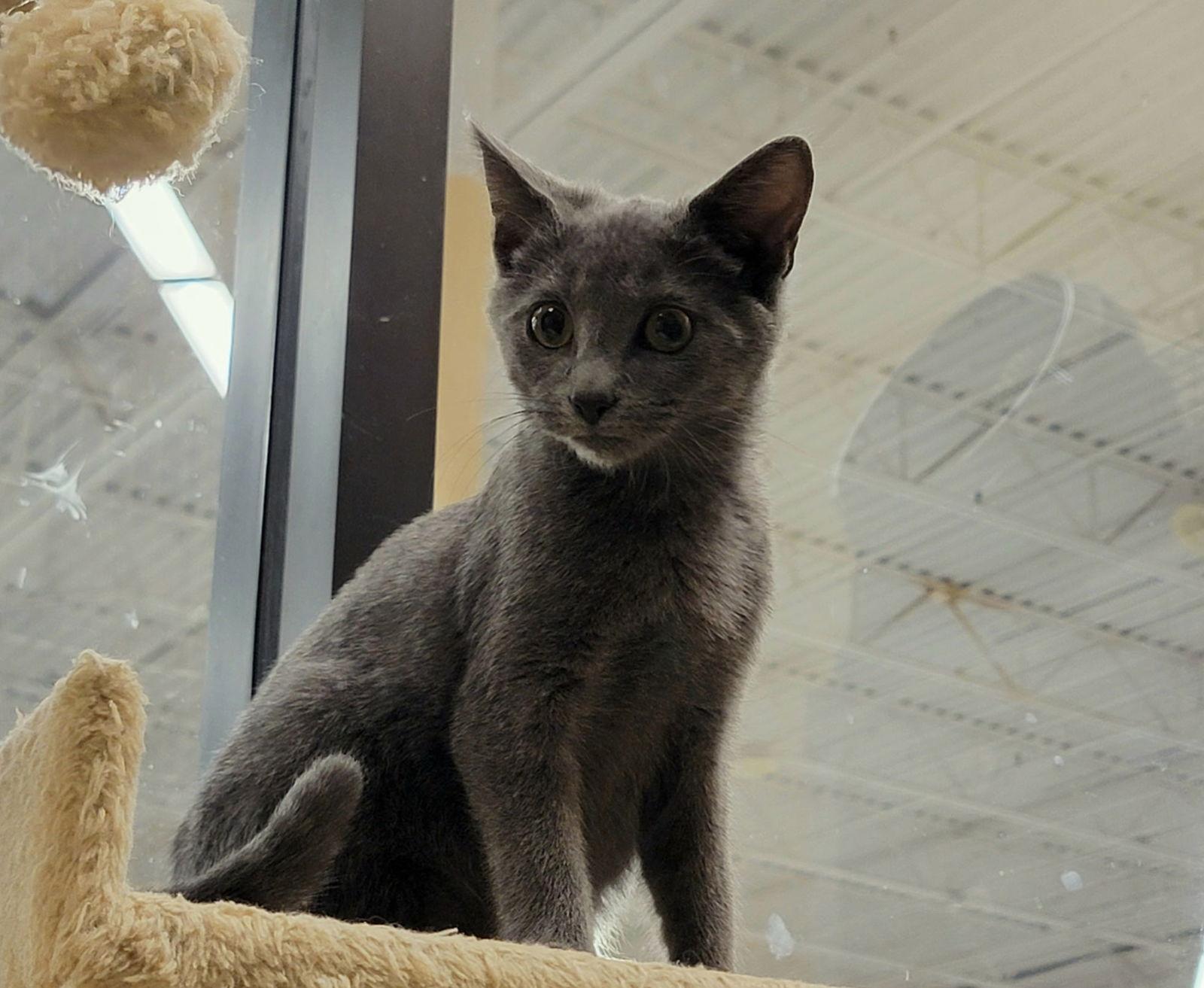 Enlarge Sky, a Adoptable Domestic Medium Hair in Alpharetta, GA image 2/3