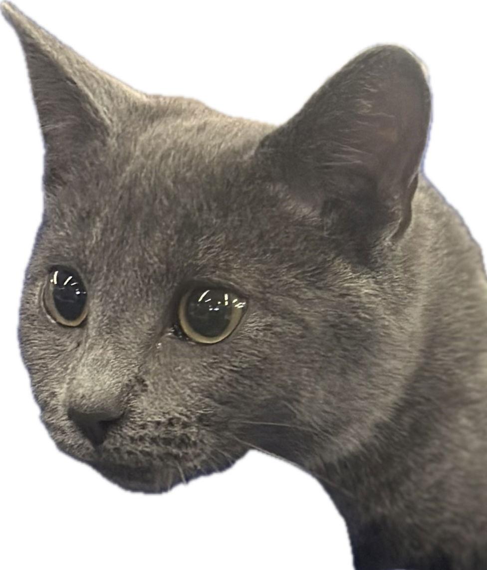 Sky, a Adoptable Domestic Medium Hair in Alpharetta, GA image 2/3