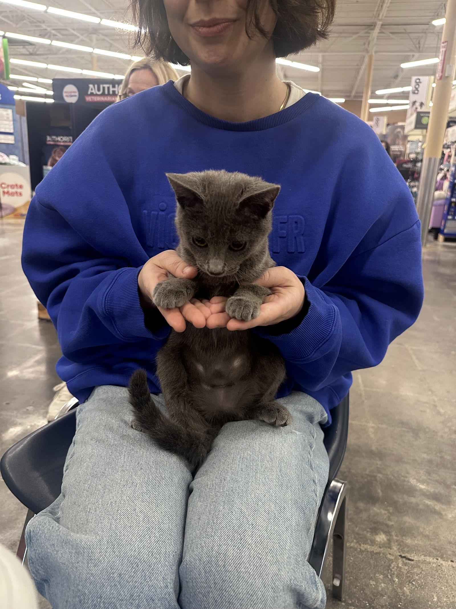 Sky, a Adoptable Domestic Medium Hair in Alpharetta, GA image 3/3